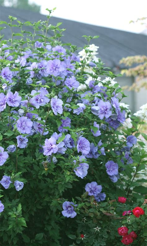 Blue Chiffon Rose Of Sharon Tree Form: A Stunning Ornamental