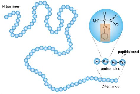 Bonds Forming Primary Structure Of Proteins Explained