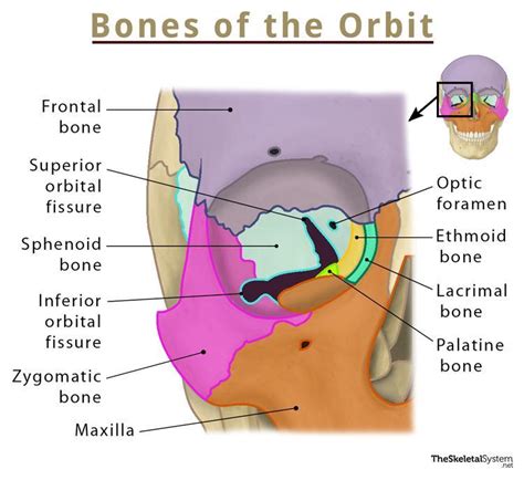 Bone Not Forming The Orbital Cavity Revealed