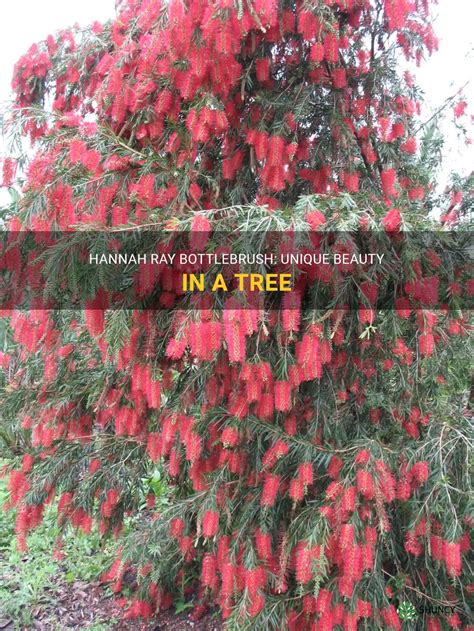 Bottlebrush Tree Form: Hannah Rays Unique Twist