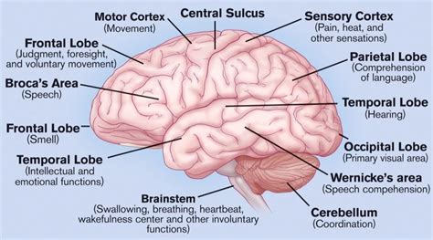 Brain Terms You Need To Know