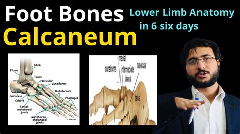 Calcanea: The Plural Form Of Calcaneum Explained