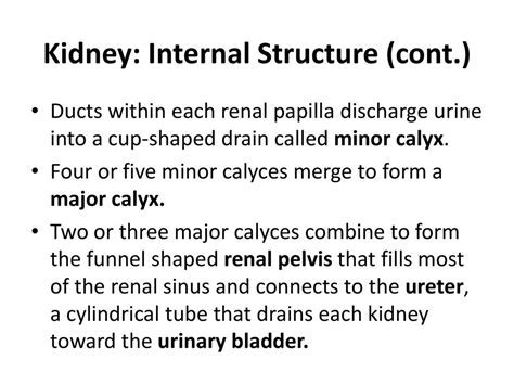 Calyces Merge To Form Single Funnel Shaped Structure