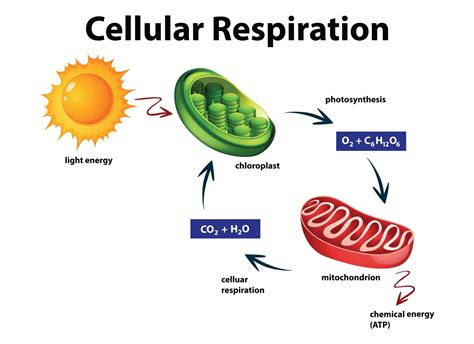 Cellular Respiration: Oxygen Reduction Forms Water Naturally