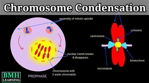 Chromatin Condensation: Forming Visible Chromosomes