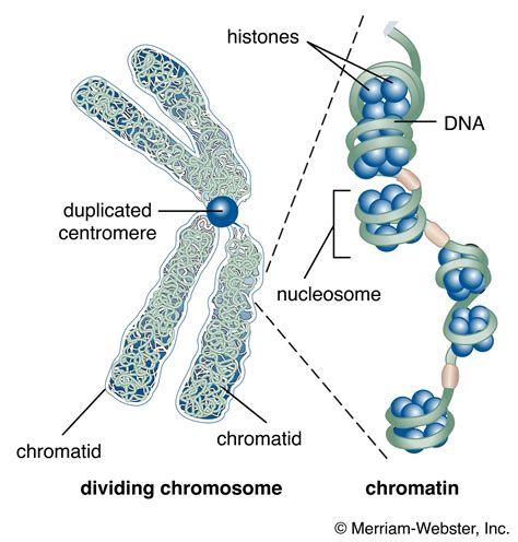 Chromatin Condenses Into Chromosomes During Cell Division