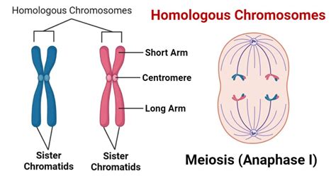 Chromosomes Pair Up: Understanding Homologous Tetrad Formation