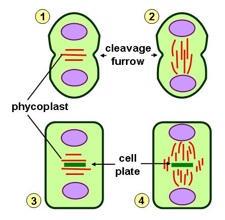 Cleavage Furrow Formation: Understanding Cell Divisions Key Moment