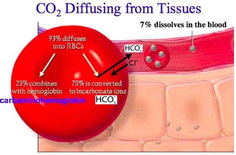 Co2 Transported By Blood In Bicarbonate Form