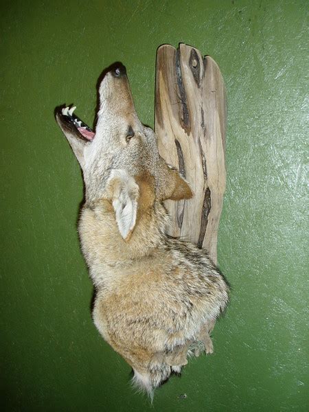 Coyote Shoulder Mount Taxidermy Form