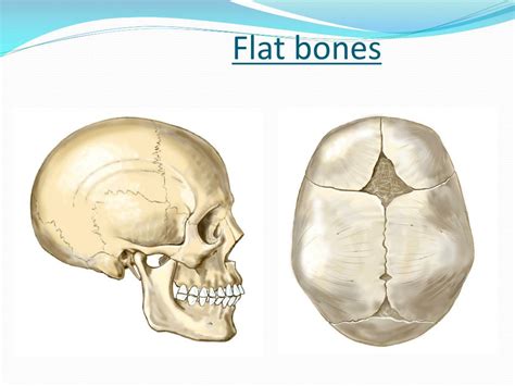 Cranium Flat Bones Formed By Intramembranous Ossification