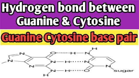 Cytosine And Guanines Triple Hydrogen Bond Connection