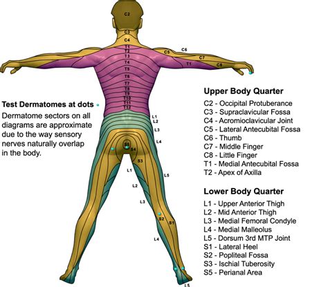 Dermatome Combining Form: A Guide To Skin-Related Terms