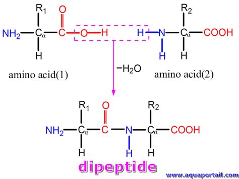 Dipeptide Formation Explained