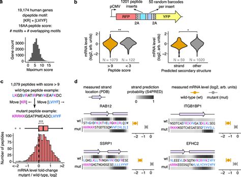 Dipeptides Formed From Mrna: A Biochemical Guide