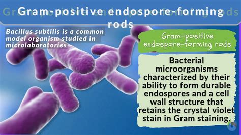 Do Gram Negative Bacteria Form Endospores