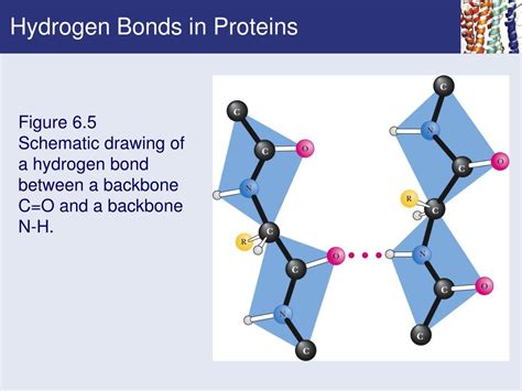 Does Serine Form Hydrogen Bonds In Proteins