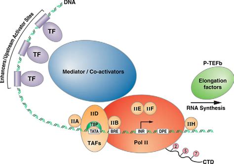 Eukaryotic Transcription Factors: Forming The Initiation Complex