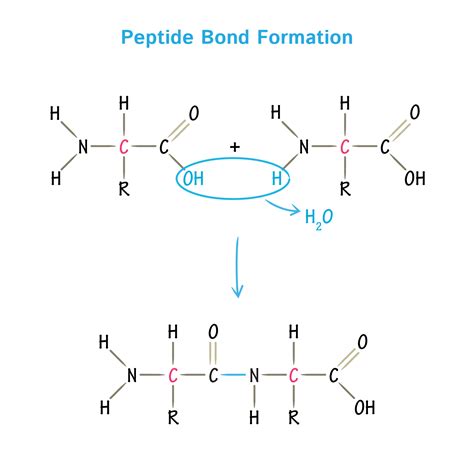 Forming Peptide Bonds: A Key Process Explained