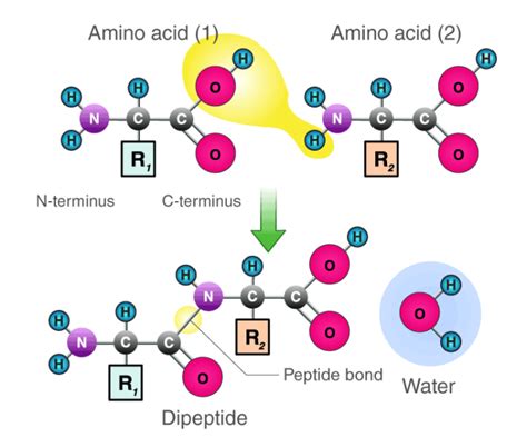 Forming Peptide Bonds: A Step-By-Step Explanation