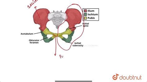 Forming The Coxal Bone Through Fusion