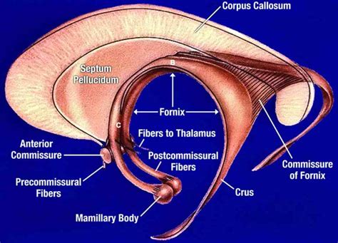 Fornix Plural Form: What Is The Correct Term