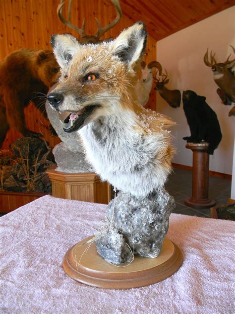 Fox Taxidermy Form: A Guide For Realistic Mounting