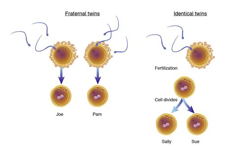 Fraternal Twins Formation: A Miracle Of Apex Genetics