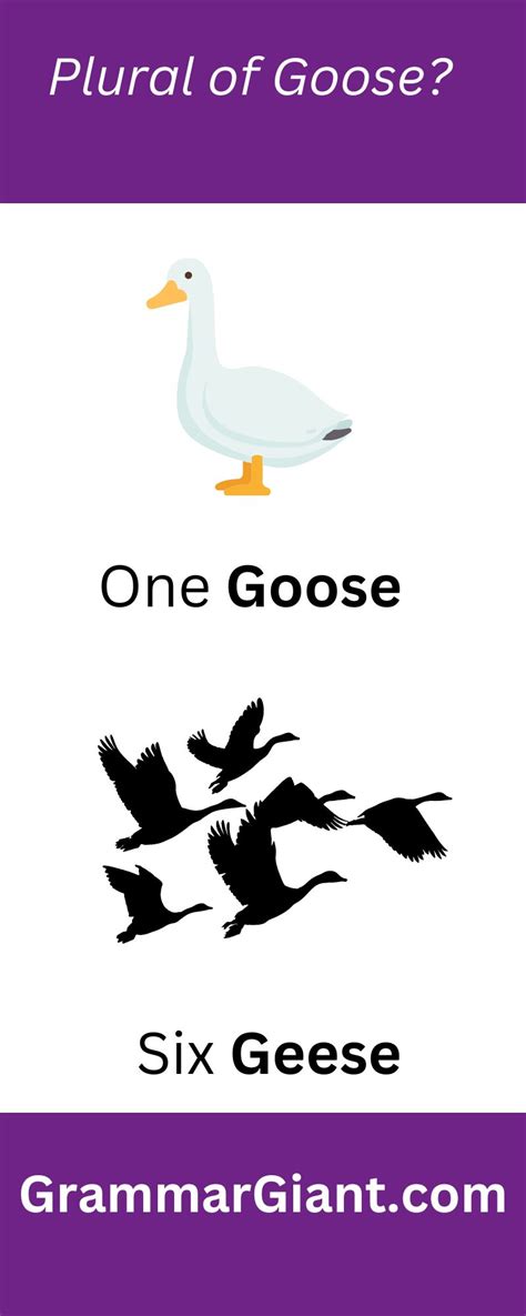 Geese Possessive Form: Singular And Plural Explained