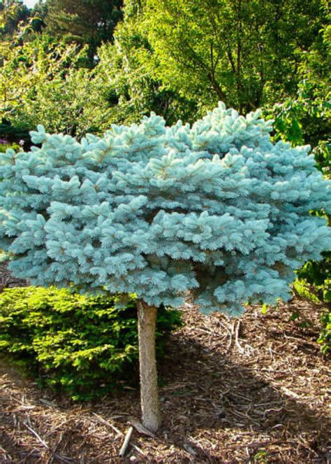 Globe Blue Spruce Tree Form And Care Essentials