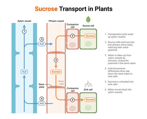 Glucose Transport In Plants: The Role Of Sucrose