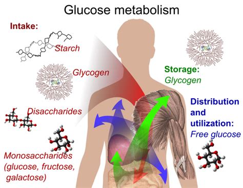 Glycogen Is The Storage Form Of Glucose In Body