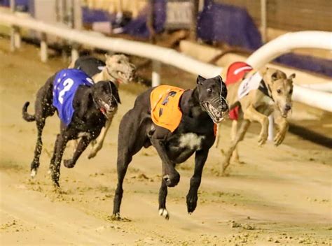 Greyhound Racing Form: A Beginners Ultimate Guide