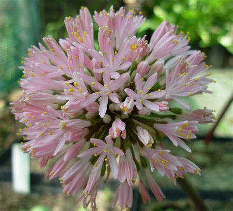 Haemanthus Humilis Giant Form: Unveiling The Rare Beauty