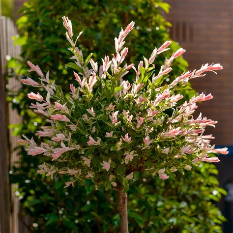 Hakuro Nishiki Willow Tree: Unique Weeping Form