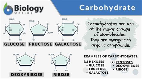 How Animals Store Carbohydrates: 5 Key Facts