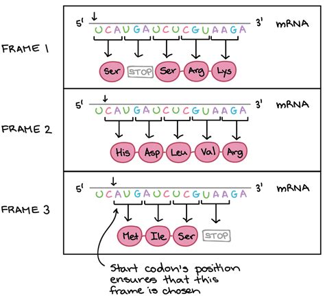 How Many Nucleotides Form A Codon In Dna Sequence