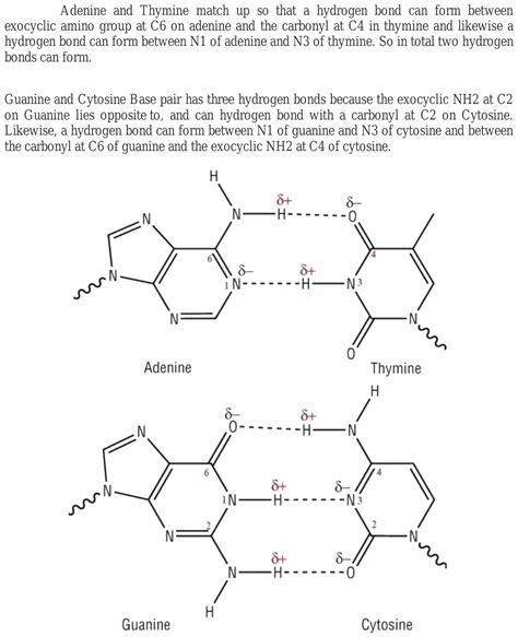 Hydrogen Bonds Between Adenine And Thymine: A Detailed Look