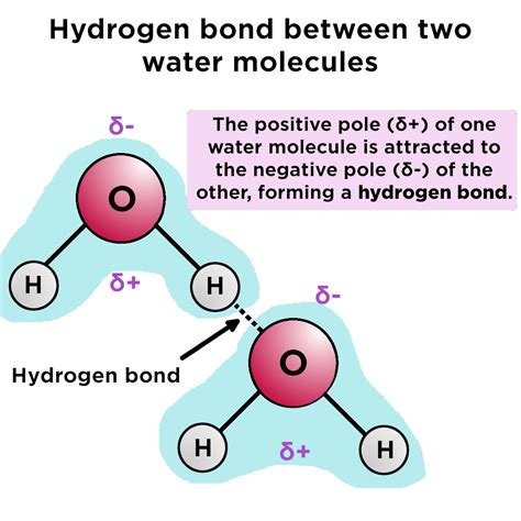 Hydrogen Bonds Formed By Water Molecules Explained