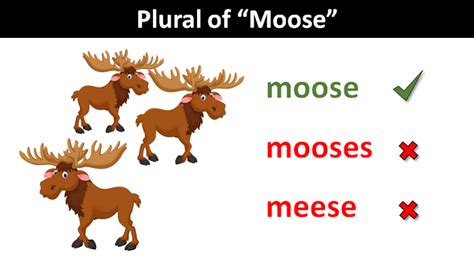 Is Moose Singular Or Plural