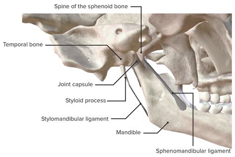 Jaw Joint Formed By Temporomandibular Bones Connection