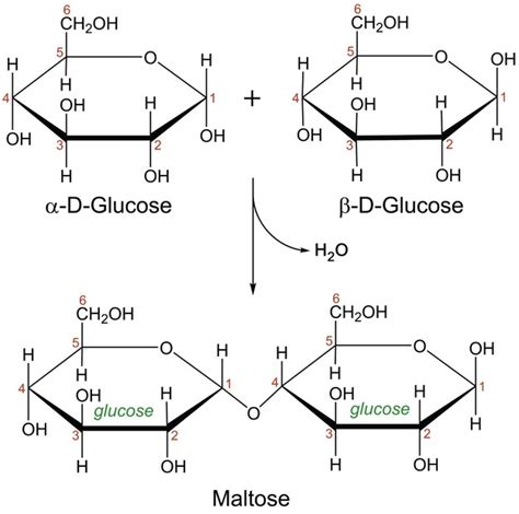 Lactose: 2 Sugars Combine