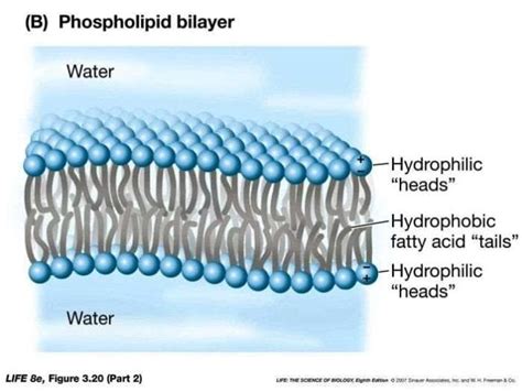 Lipid Bilayers Form The Basic Framework Of Cell Membranes