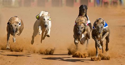 Mastering Greyhound Race Form For Punters Success