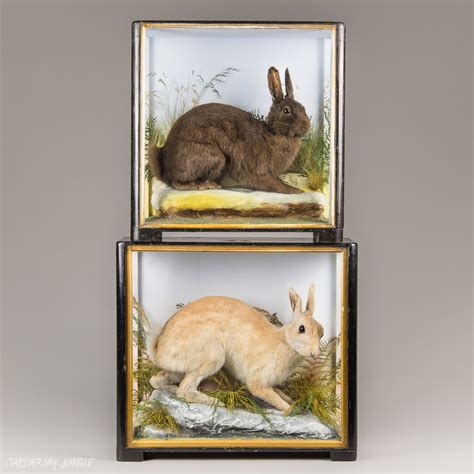 Mastering Rabbit Taxidermy Forms For Realistic Mounts