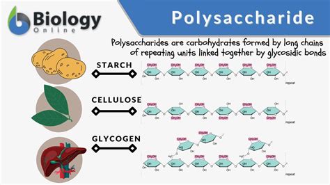 Monosaccharides Formed From Polysaccharide Breakdown: A Detailed Guide