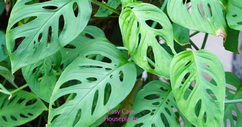 Monstera Adansonii: Wide Vs Narrow Leaf Forms Compared