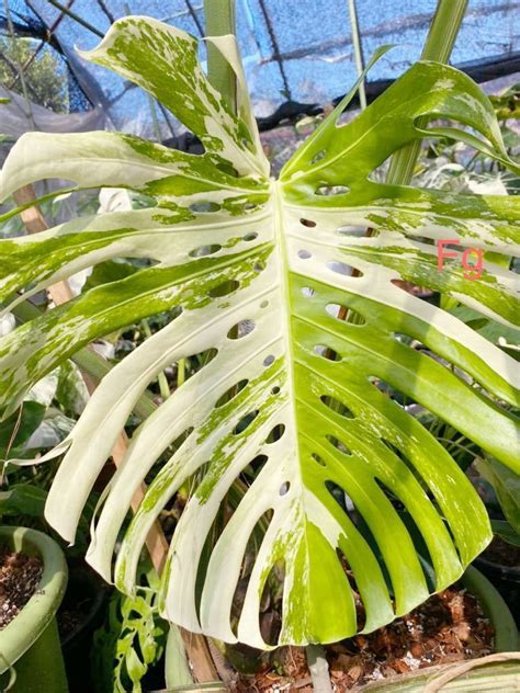 Monstera Albo: The Rare Large Form Variety