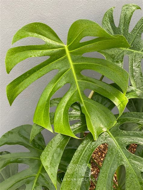 Monstera Brazilian Form: A Rare And Stunning Houseplant