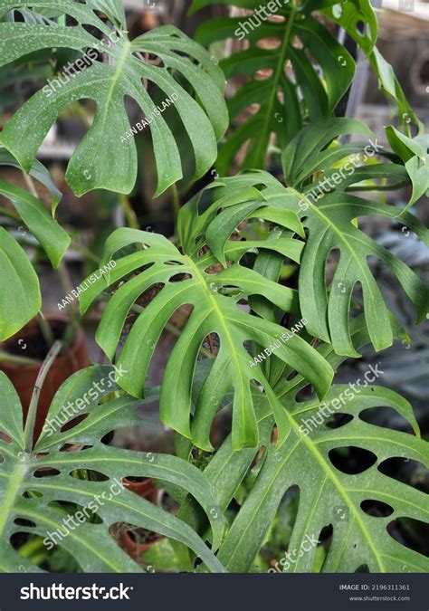 Monstera Deliciosa Brazil Form: A Rare Tropical Gem